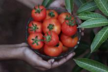 Jak uprawiać pomidory, by obficie owocowały?